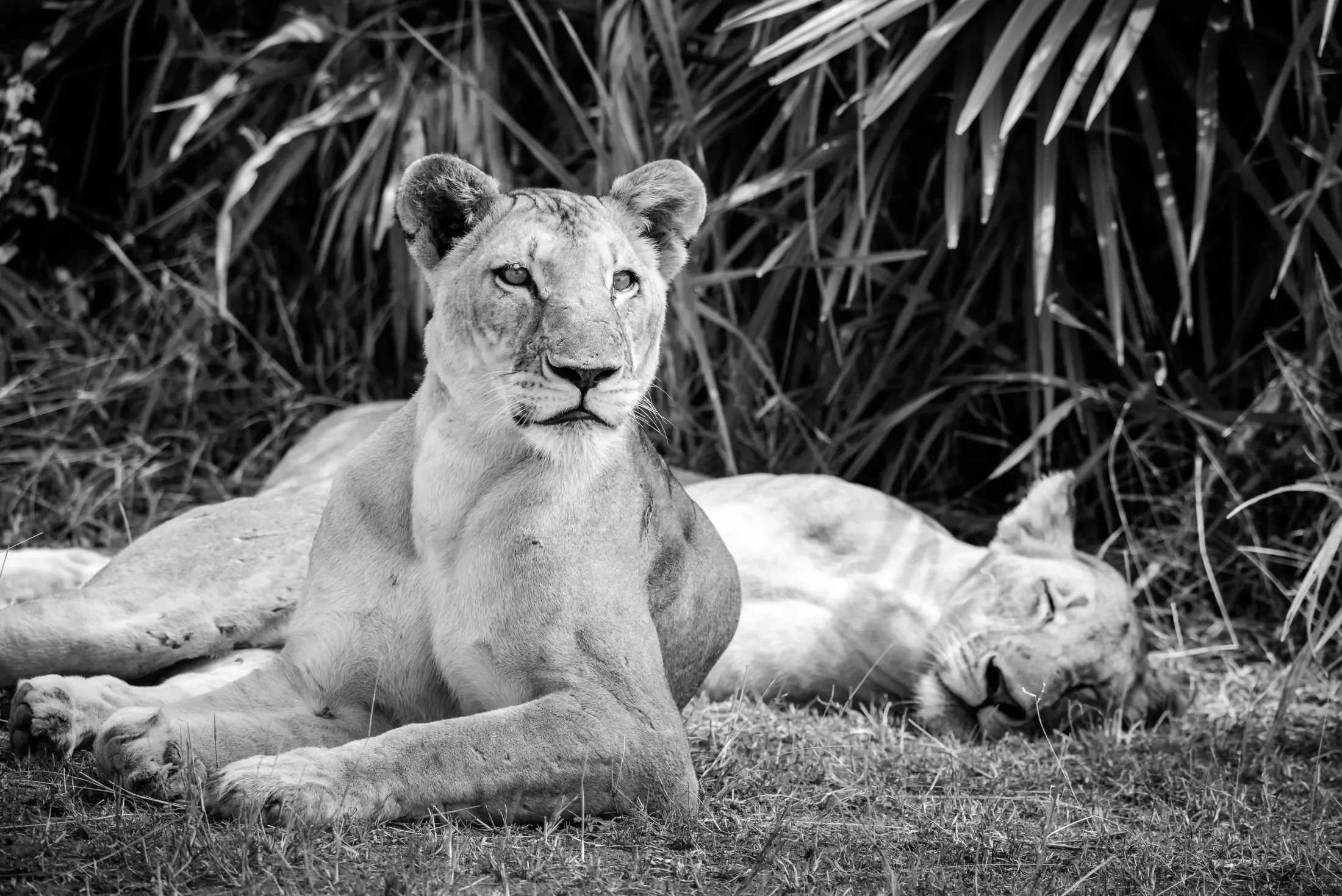 Gallery photograph from Nje Bush Camp