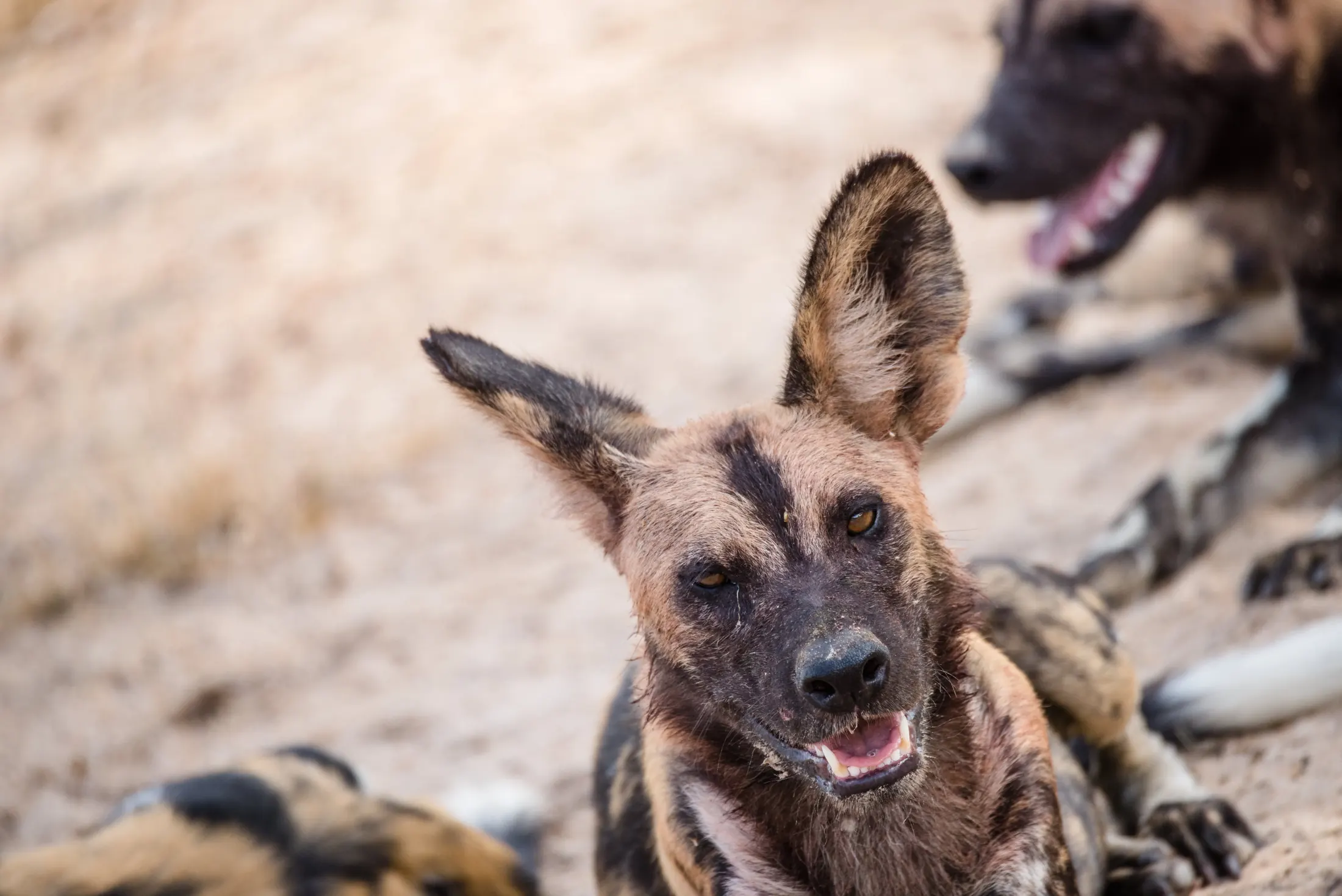 Gallery photograph from Nje Bush Camp