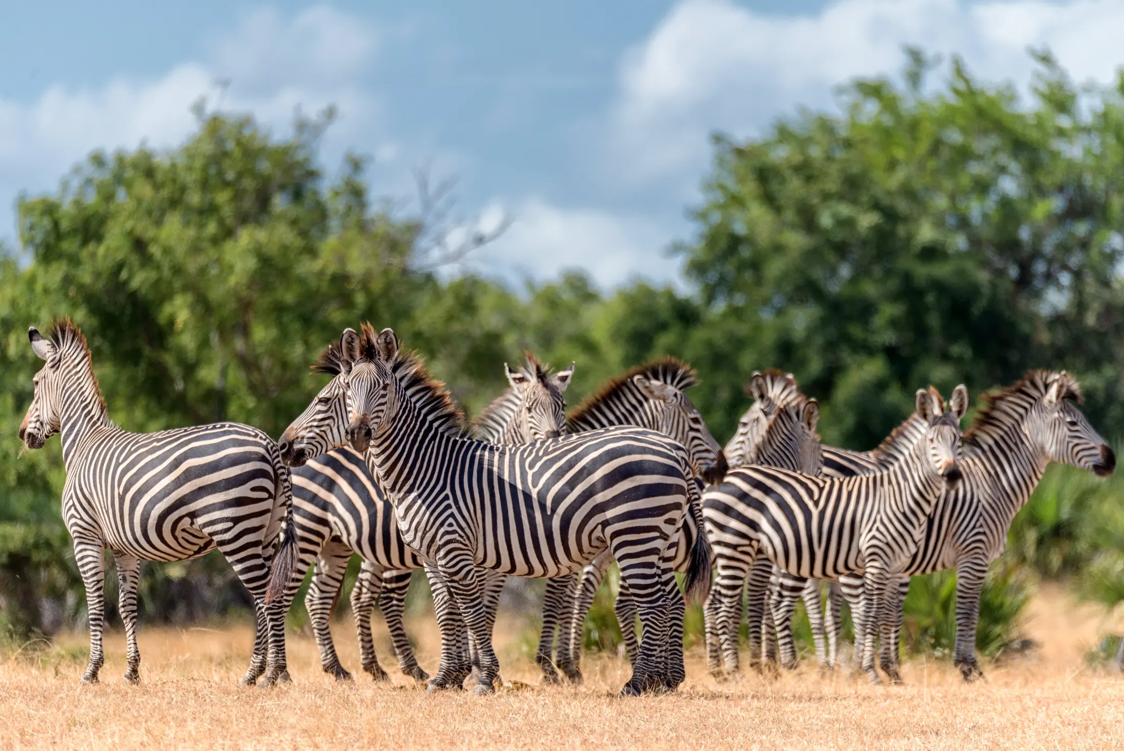 Safari experiences at Nje Bush Camp