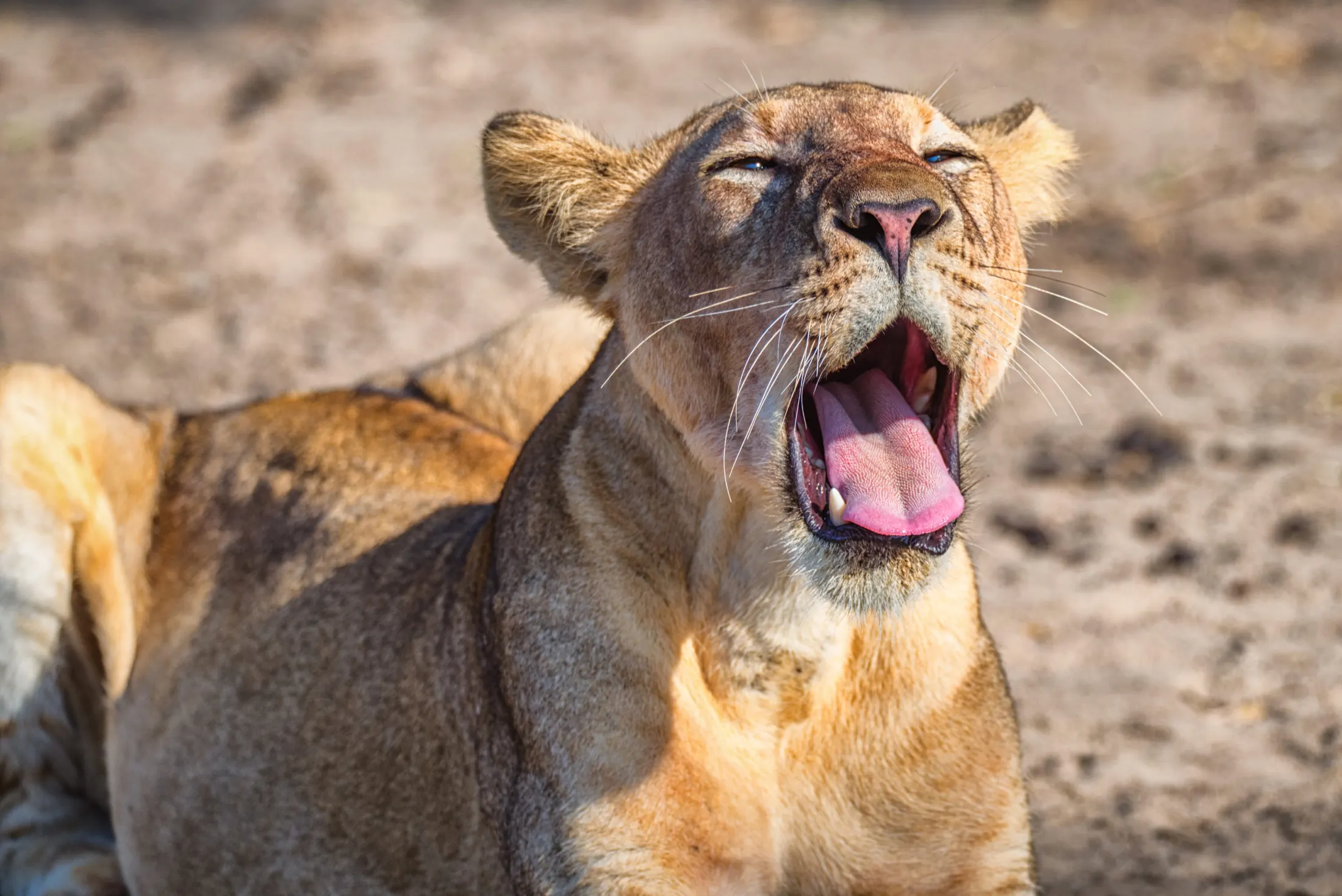 Lion resting in the wild at Nje Bush Camp