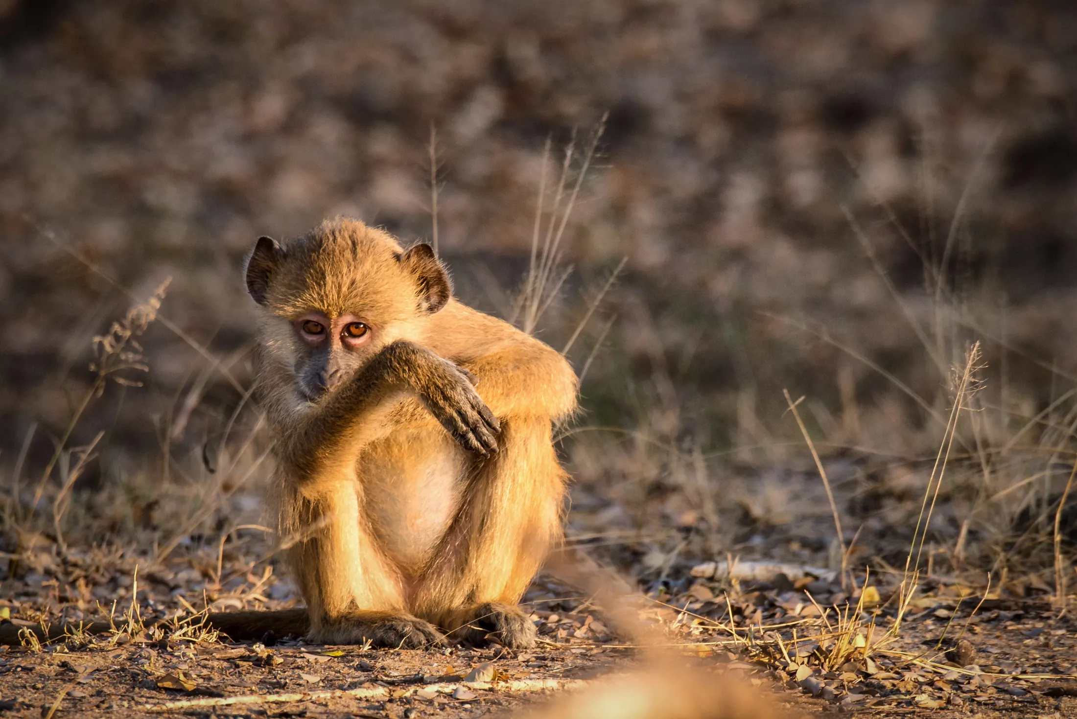 Wildlife at Nje Bush Camp