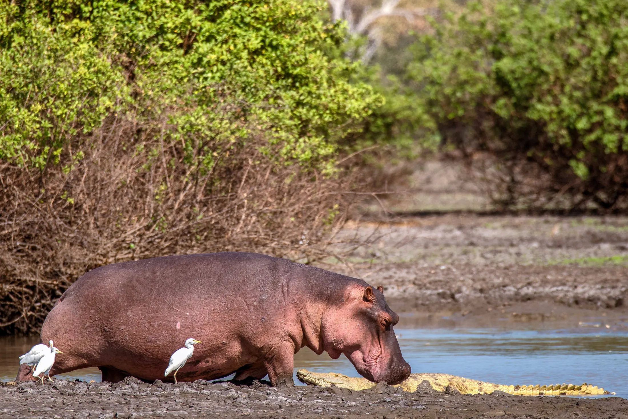 Gallery photograph from Nje Bush Camp