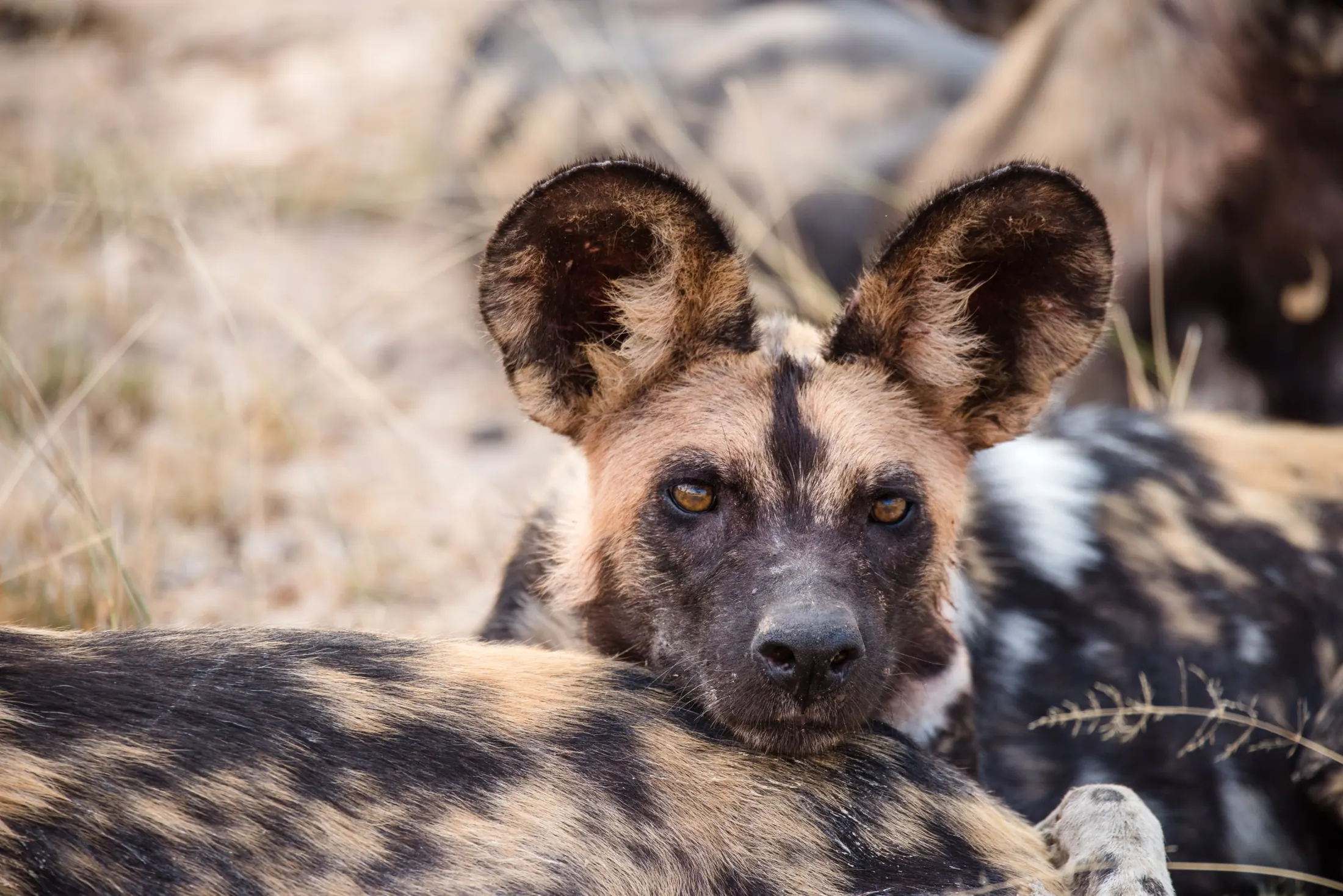 Gallery photograph from Nje Bush Camp