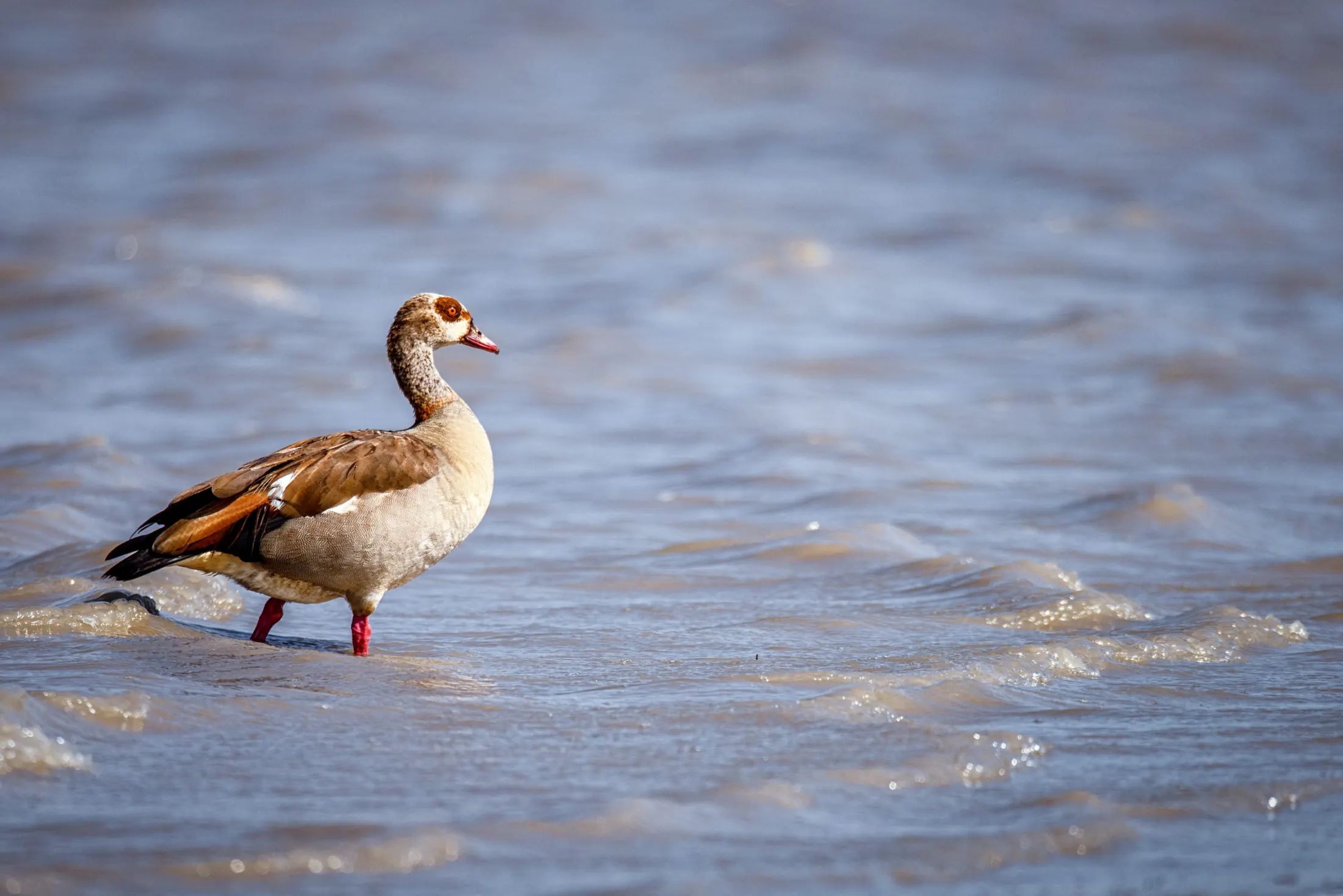 Waterbird standing along the river edge
