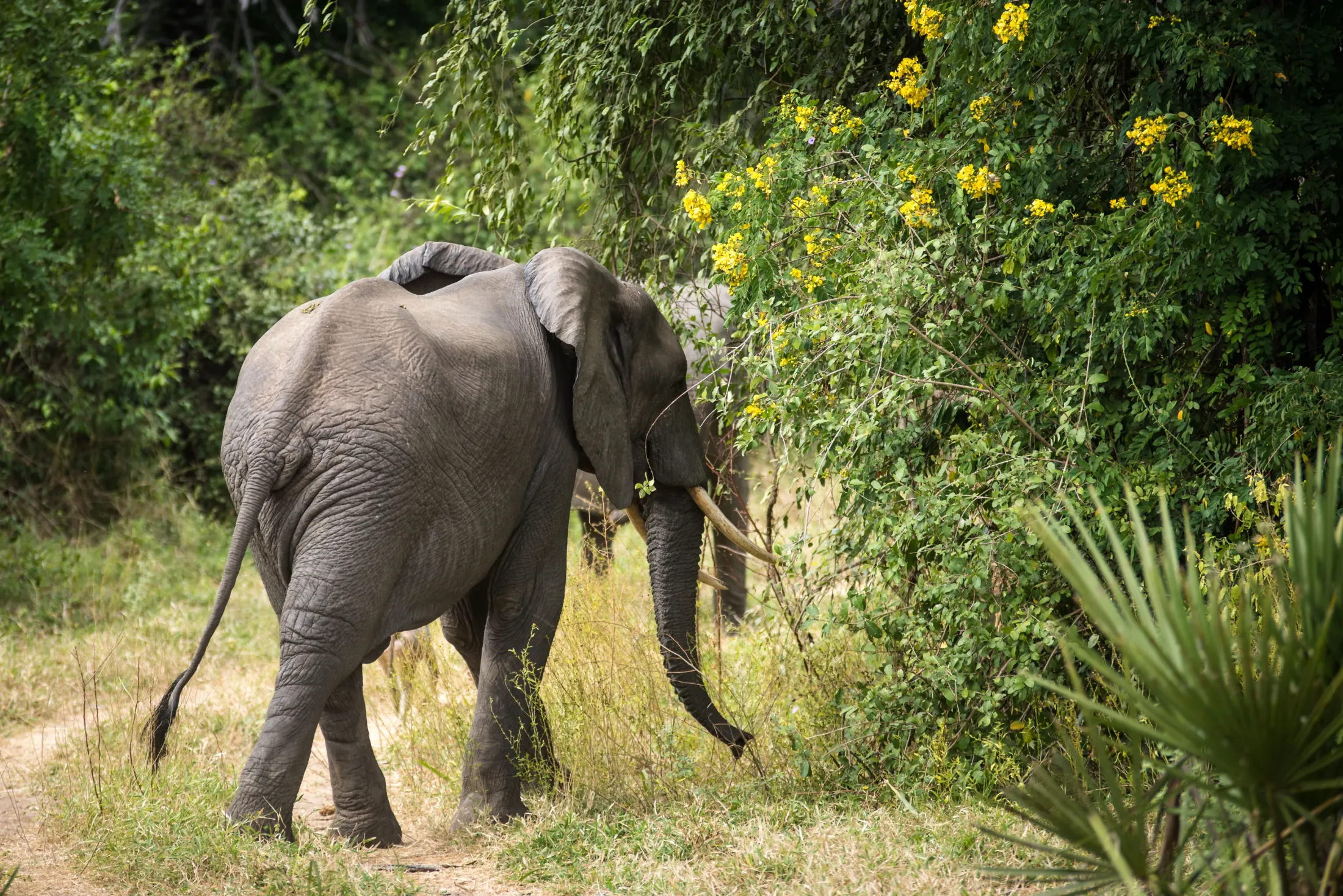 African elephant in Nyerere National Park