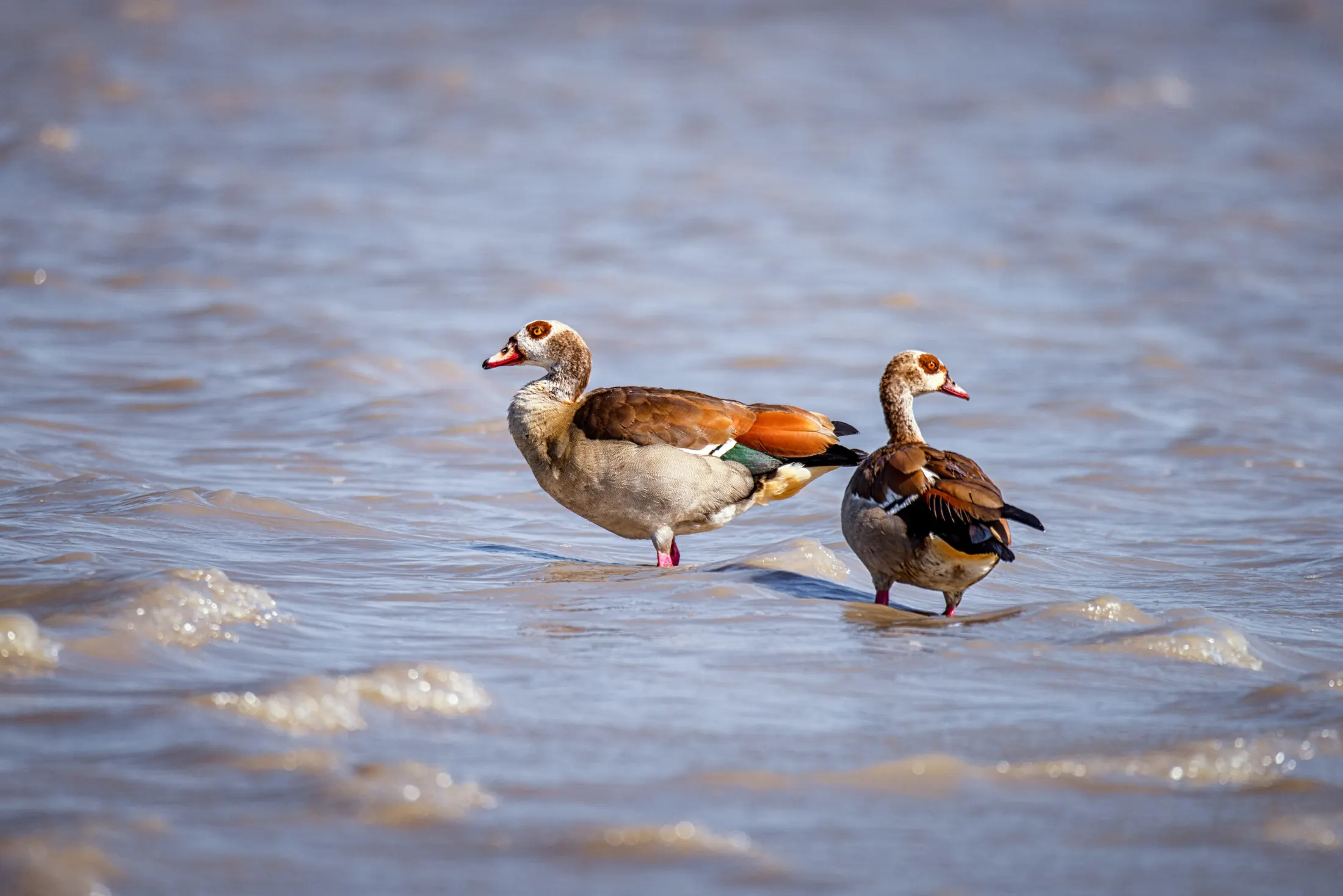 Egyptian geese wading through shallow water
