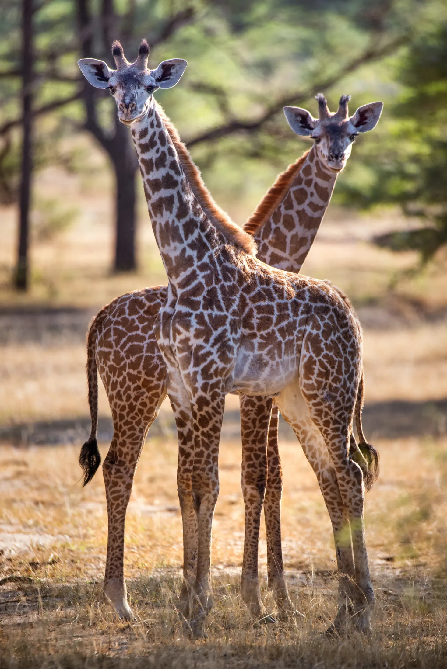 Giraffes walking through golden safari light