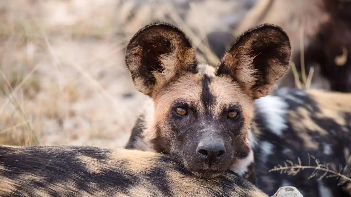 African wild dog in the Nyerere wilderness
