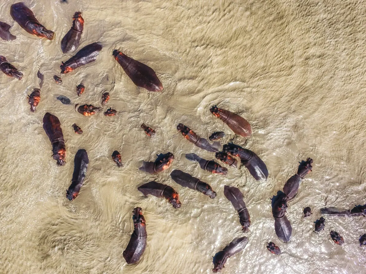 Gallery photograph from Nje Bush Camp
