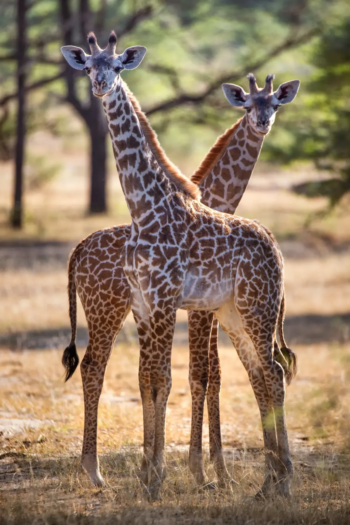 How To Prepare For Your First Walking Safari