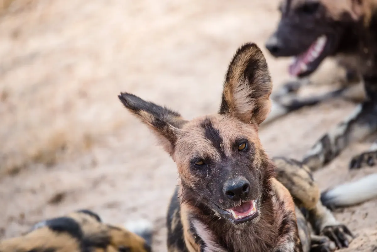 Gallery photograph from Nje Bush Camp