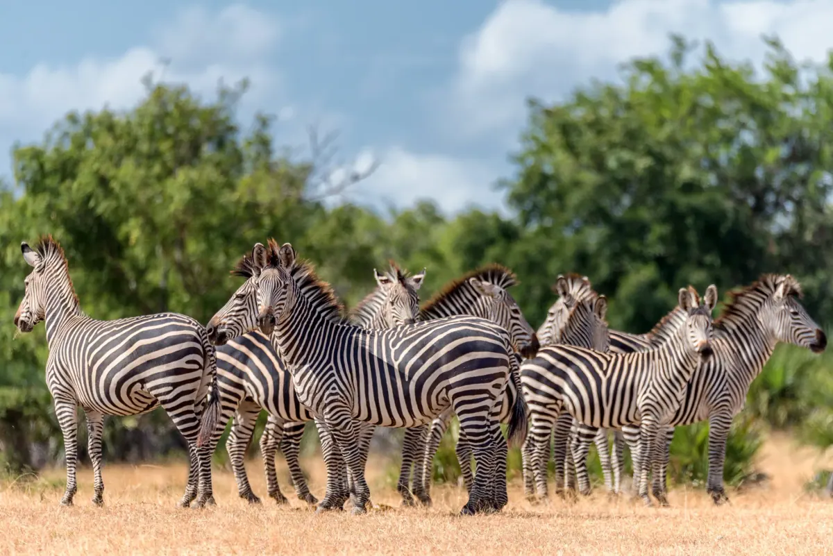 Safari experiences at Nje Bush Camp
