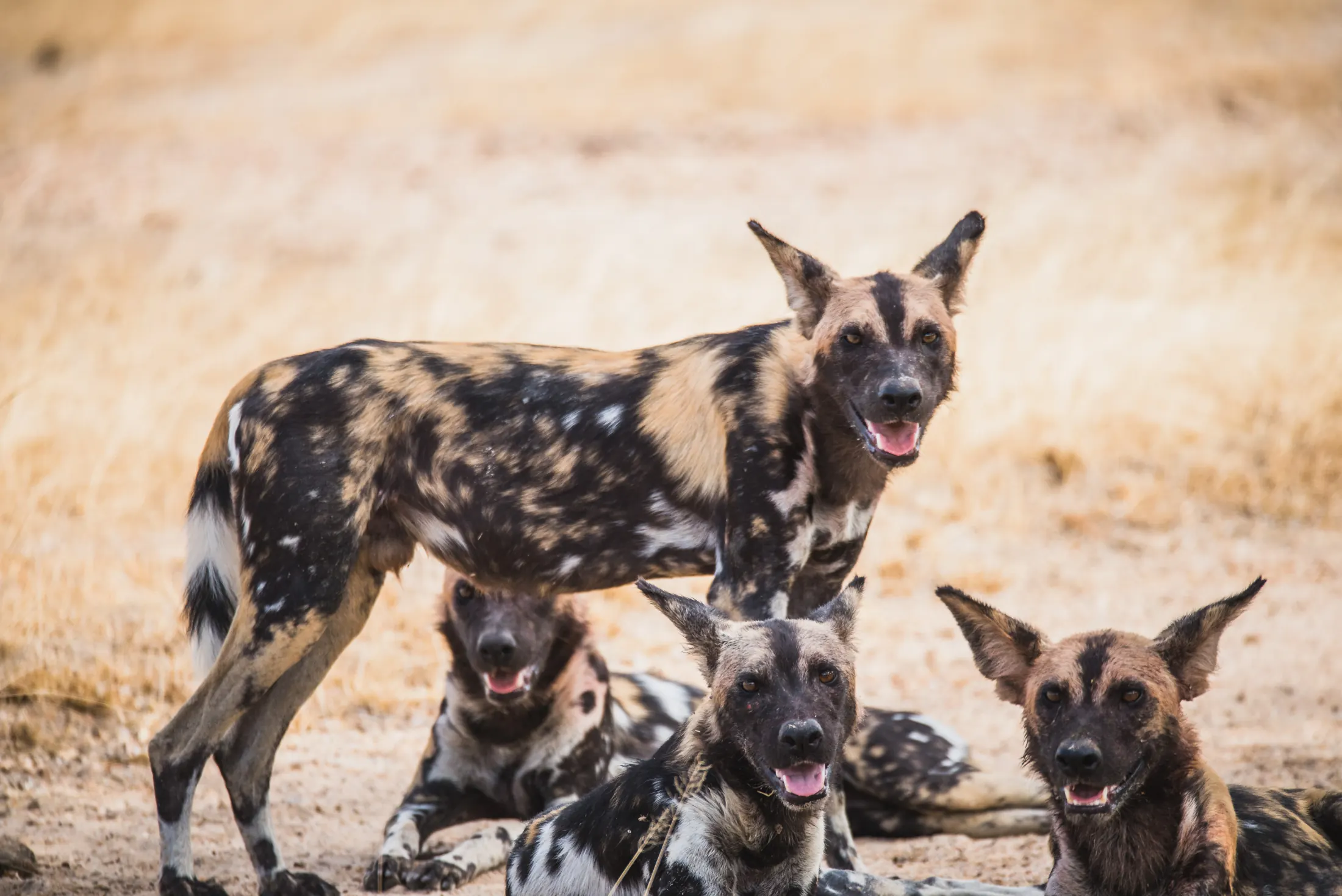 African wild dogs resting in Nyerere National Park